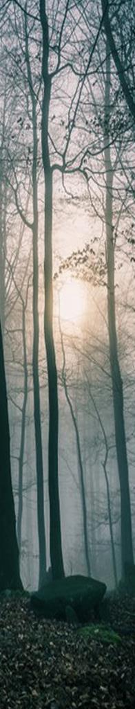 Foto-Banderole 'Wald'