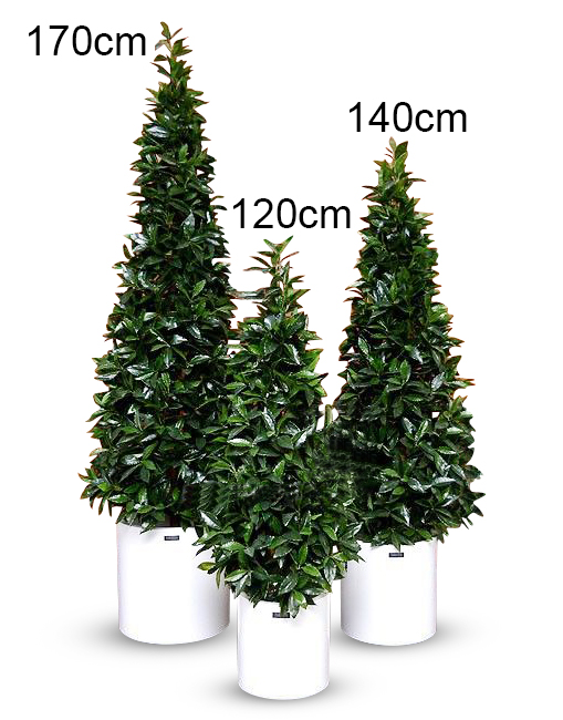 Lorbeerpyramide mit Naturstamm, Kunststoffcontainer